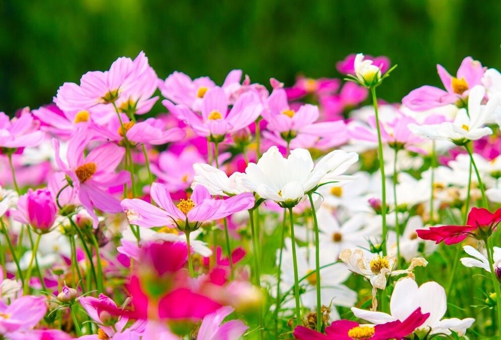 Dzień Farmaceuty i&nbsp;Opiekuna Medycznego